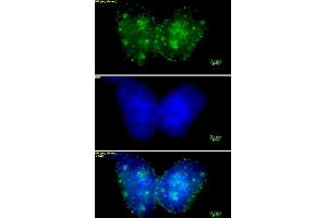 Histone H3 trimethyl Lys9 mAb (Clone 2AG-6F12-H4) tested by immunofluorescence. (Histone 3 antibody  (H3K9me3))