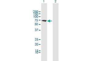 Western Blot analysis of VANGL1 expression in transfected 293T cell line by VANGL1 MaxPab polyclonal antibody. (Vangl1 antibody  (AA 1-524))