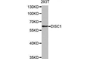 Western Blotting (WB) image for anti-Disrupted in Schizophrenia 1 (DISC1) antibody (ABIN1876917)