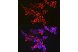 Immunofluorescence analysis of HepG2 cells using Adenylate kinase 4 Rabbit mAb (ABIN7265467) at dilution of 1:100 (40x lens). (AK4 antibody)