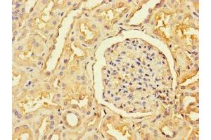 Immunohistochemistry of paraffin-embedded human kidney tissue using ABIN7168333 at dilution of 1:100 (RBM12 antibody  (AA 1-200))