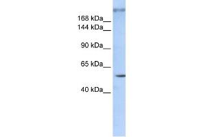WB Suggested Anti-ZNF407 Antibody Titration:  0.