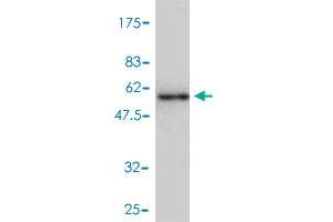 Western Blot detection against Immunogen (54. (CA1 antibody  (AA 1-261))