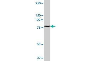 TGM2 MaxPab polyclonal antibody. (Transglutaminase 2 antibody  (AA 1-548))