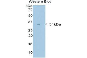Western Blotting (WB) image for anti-Peptidylprolyl Isomerase E (Cyclophilin E) (PPIE) (AA 12-286) antibody (ABIN1860289) (PPIE antibody  (AA 12-286))