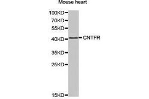 Western Blotting (WB) image for anti-Ciliary Neurotrophic Factor Receptor (CNTFR) antibody (ABIN1871941) (CNTF Receptor alpha antibody)