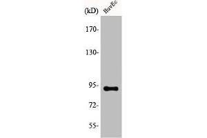 Western Blot analysis of COLO205 cells using AKAP 149 Polyclonal Antibody (AKAP1 antibody  (Internal Region))