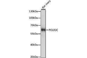 Western blot analysis of extracts of rat ovary, using POLR3C antibody (ABIN7269459) at 1:1000 dilution. (POLR3C antibody  (AA 1-270))