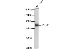 Western blot analysis of extracts of rat ovary, using POLR3C antibody (ABIN7269459) at 1:1000 dilution. (POLR3C antibody  (AA 1-270))