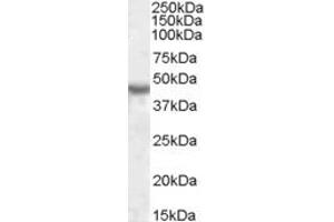 Image no. 1 for anti-Potassium Inwardly-Rectifying Channel, Subfamily J, Member 1 (KCNJ1) (AA 245-259) antibody (ABIN490492) (KCNJ1 antibody  (AA 245-259))