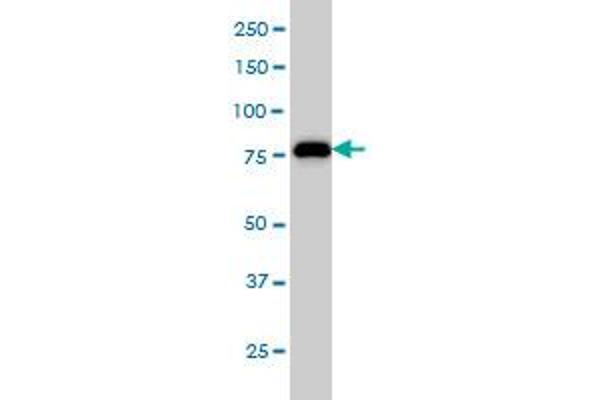 MCM7 antibody  (AA 1-389)