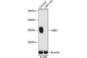 Western blot analysis of extracts from normal (control) and CBR1 knockout (KO) A-549 cells using CBR1 Polyclonal Antibody at dilution of 1:3000.