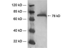 Western blot analysis of mouse brain tissue lysate usingRabbit Anti-PKCgamma Polyclonal Antibody (ABIN398582)