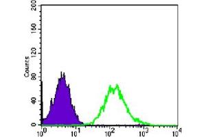 Flow cytometric analysis of PC-2 cells using CDC2 mouse mAb (green) and negative control (purple). (CDK1 antibody)