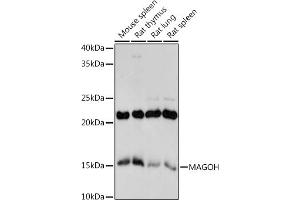 Western blot analysis of extracts of various cell lines, using MAGOH antibody (ABIN7268362) at 1:1000 dilution. (MAGOH antibody)
