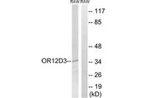 Western blot analysis of extracts from RAW264. (OR12D3 antibody  (AA 267-316))