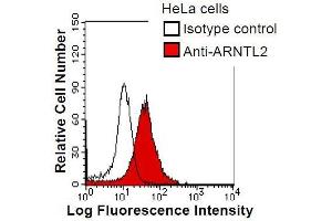 HeLa cells were fixed in 2% paraformaldehyde/PBS and then permeabilized in 90% methanol. (ARNTL2 antibody)