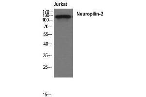 Western Blotting (WB) image for anti-Neuropilin 2 (NRP2) (Internal Region) antibody (ABIN3185856) (NRP2 antibody  (Internal Region))