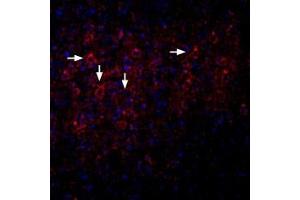 Apamin peptide (Biotin)