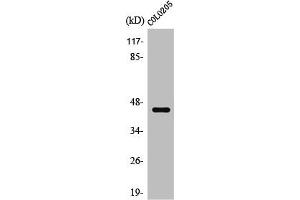 Western Blot analysis of Jurkat cells using SR-4 Polyclonal Antibody (Serotonin Receptor 4 antibody  (N-Term))