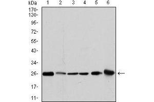 Western blot analysis using GSTM1 mouse mAb against MCF-7 (1), PC-12 (2), Jurkat (3), Hela (4), HL7702 (5) and HepG2 (6) cell lysate. (GSTM1 antibody)