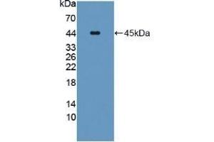 Detection of Recombinant CPA4, Human using Polyclonal Antibody to Carboxypeptidase A4 (CPA4) (CPA4 antibody  (AA 55-421))