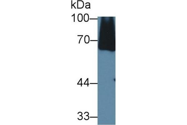 C8A antibody  (AA 21-300)