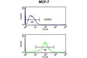 Flow Cytometry (FACS) image for anti-MOB Kinase Activator 2 (MOB2) antibody (ABIN3004141) (MOB2 antibody)