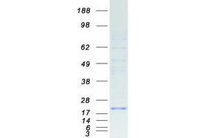 Validation with Western Blot