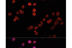 Immunofluorescence analysis of THP-1 cells using MUL1 Polyclonal Antibody at dilution of 1:100. (MUL1 antibody)