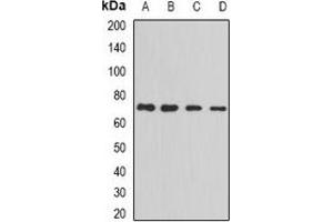 Western blot analysis of PRC1 expression in MCF7 (A), Jurkat (B), Hela (C), HepG2 (D) whole cell lysates.