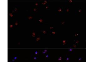 Immunofluorescence analysis of Jurkat cells using PTPRC Polyclonal Antibody at dilution of 1:100. (CD45 antibody)