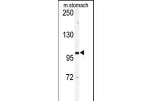 Western blot analysis of Eph receptor A6 (EPHA6) Antibody (C-term) (ABIN391896 and ABIN2841714) in mouse stomach tissue lysates (35 μg/lane). (EPH Receptor A6 antibody  (C-Term))