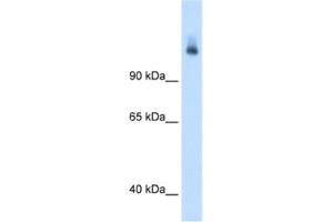 Western Blotting (WB) image for anti-Carbamoyl-Phosphate Synthase 1, Mitochondrial (CPS1) antibody (ABIN2462880) (CPS1 antibody)