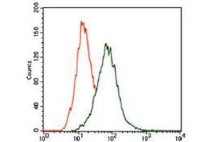 Flow cytometric analysis of HeLa cells using MAPK14 mouse mAb (green) and negative control (red). (MAPK14 antibody  (AA 299-360))