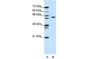 ZBTB9 antibody used at 0. (ZBTB9 antibody  (N-Term))