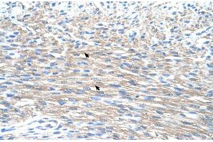 Human Heart (PMF1 antibody  (N-Term))