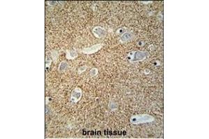 SNCB Antibody (C-term) (ABIN652024 and ABIN2840504) immunohistochemistry analysis in formalin fixed and paraffin embedded human brain tissue followed by peroxidase conjugation of the secondary antibody and DAB staining. (beta Synuclein antibody  (C-Term))