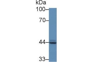 Detection of PAP in Human PC3 cell lysate using Polyclonal Antibody to Prostatic Acid Phosphatase (PAP) (ACPP antibody  (AA 56-215))