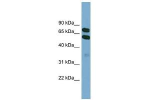 KLHL9 antibody used at 1 ug/ml to detect target protein.