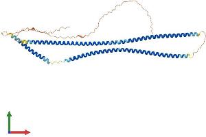 AlphaFold protein structure predicition of Human Recombinant KRT40 Protein, UniprotID Q6A162