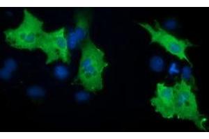 Anti-PIK3AP1 mouse monoclonal antibody (ABIN2453456) immunofluorescent staining of COS7 cells transiently transfected by pCMV6-ENTRY PIK3AP1 (RC214125).