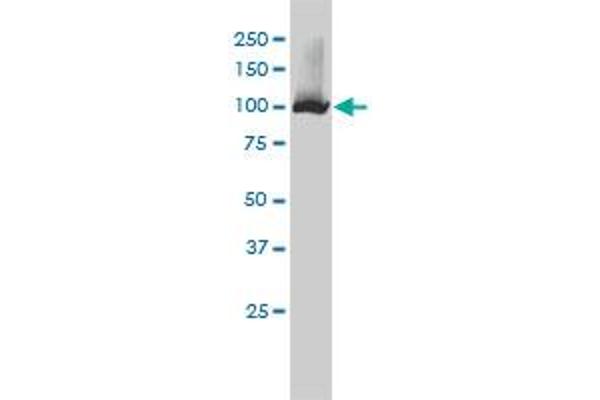 NNT antibody  (AA 1-207)