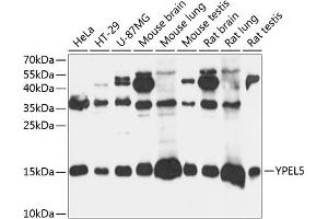 Western blot analysis of extracts of various cell lines, using YPEL5 antibody (ABIN7271422) at 1:3000 dilution. (YPEL5 antibody  (AA 1-121))