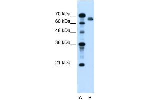 Western Blotting (WB) image for anti-Nuclear Receptor Subfamily 5, Group A, Member 2 (NR5A2) (N-Term) antibody (ABIN2780550)
