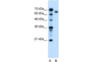 WB Suggested Anti-NR5A2 Antibody Titration:  2. (NR5A2 + LRH1 antibody  (N-Term))