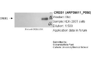 Western Blotting (WB) image for anti-cAMP Responsive Element Binding Protein 1 (CREB1) (Middle Region) antibody (ABIN2778454) (CREB1 antibody  (Middle Region))