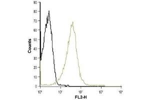 Cell surface detection of KV1. (KCNA3 antibody  (Extracellular Loop))