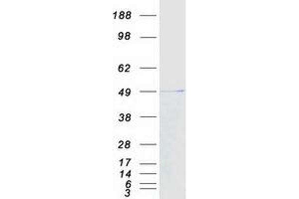 CCDC78 Protein (Myc-DYKDDDDK Tag)