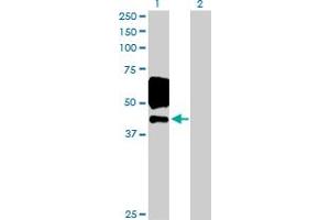 Western Blot analysis of EGFR expression in transfected 293T cell line by EGFR MaxPab polyclonal antibody. (EGFR antibody  (AA 1-405))